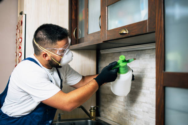 Best Flea Control Services  in Amberley, OH