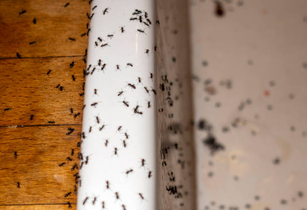 Best Exterminator Services  in Amberley, OH