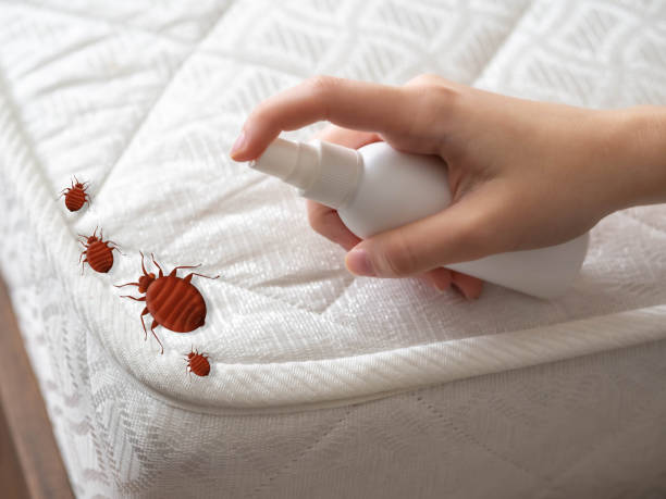 Best Local Pest Control Services  in Amberley, OH